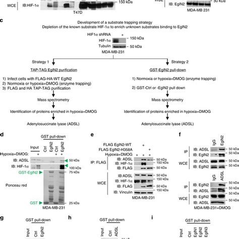 Substrate Trapping Strategy Identifies ADSL As An EglN2 Substrate In