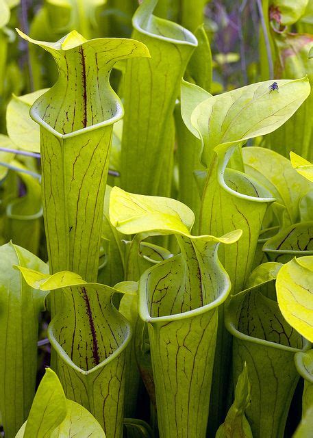 Sarracenia Oreophila Green Pitcher Plant In Habitat IUCN Redlist