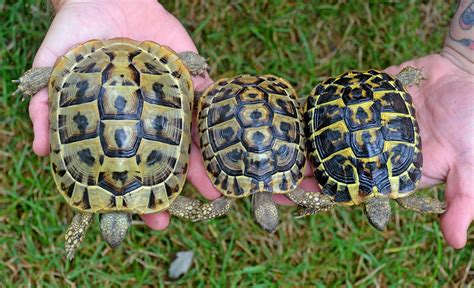 Comparing Hermann's Tortoise Subspecies | hermannihavenhome