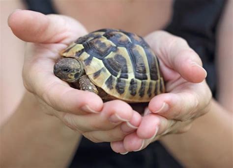 Turtle Care 101: How to Take Care of Pet Turtles | PetMD