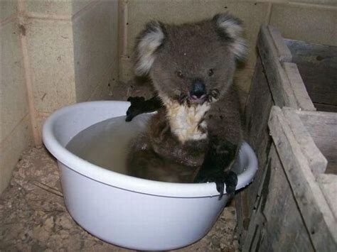 Koala rescue (4 pics) - Izismile.com