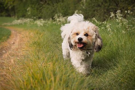 Cavachon | Dog Breeds Facts, Advice & Pictures | Mypetzilla UK