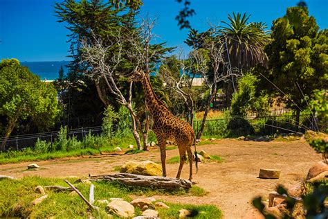 You Can Hand Feed The Giraffes Santa Barbara Zoo Landscape