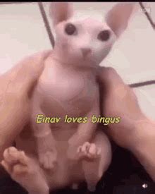 Einav Loves Bingus Love Bingus Einav Loves Bingus Bingus Love