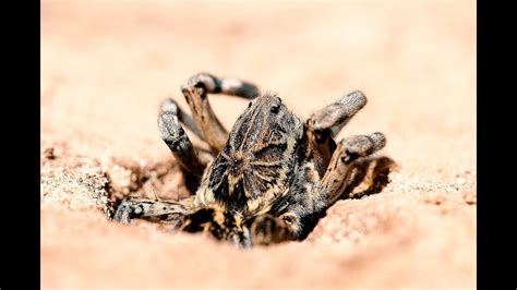 Farkaspókok megfigyelése homok nyomcsapdánál Filming Wolf Spiders