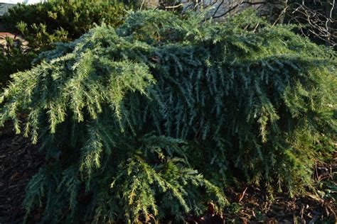 Feeling Blue Deodar Cedar Cloud Mountain Farm Center Nursery