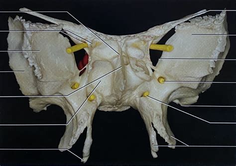 Sphenoidal Bone Anterior View Diagram Quizlet