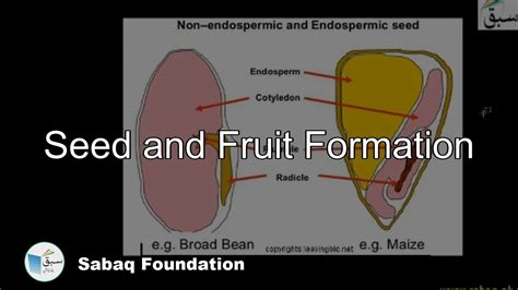 Seed And Fruit Formation Biology Lecture Sabaq Pk Youtube