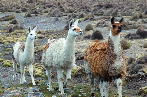 South American Llamas Photograph By Eduardo Huelin