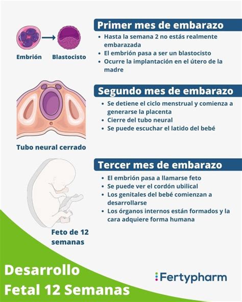 ¿por Qué El Primer Trimestre De Embarazo Es El Más Importante