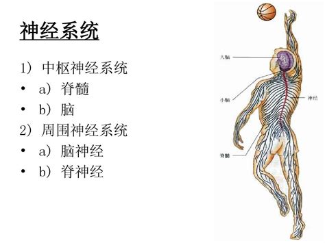 神经系统 随意云