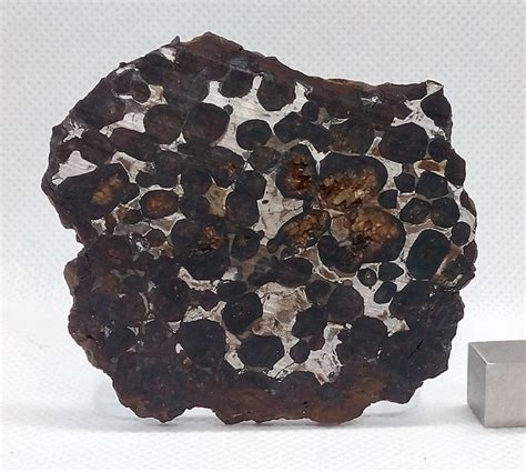 Slice Of Sericho Pallasite Stony Iron Meteorite 6×6× Cm 37 G