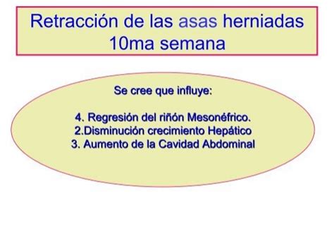 Retracci N De Las Asas H