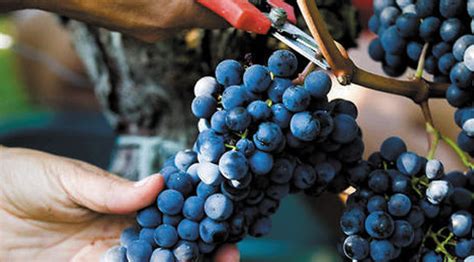 Vini Biodinamici Cosa Sono E I Vini Biodinamici In Vendita Online