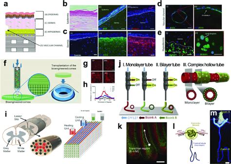 D Bioprinted In Vitro Models Of Human Tissues And Organs A D