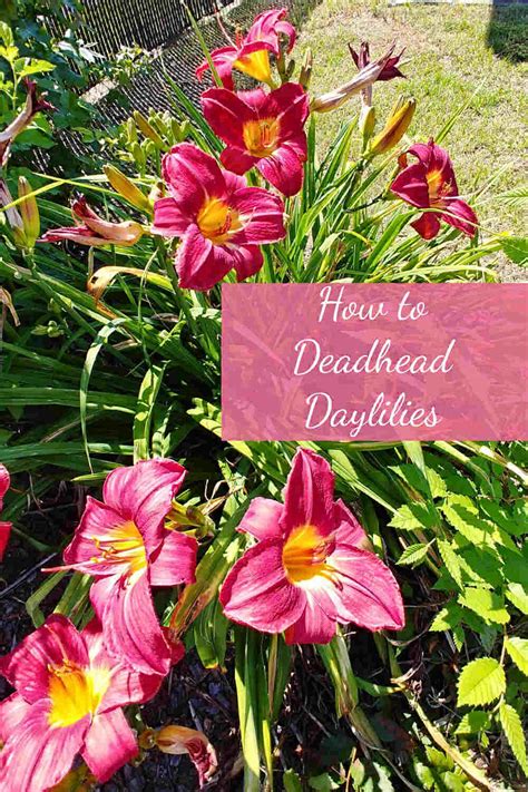 Deadheading Daylilies How To Prune Daylilies After They Bloom