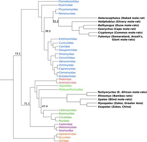 Phylogenetic Relationships Of Rodent Species The Bathyergidae