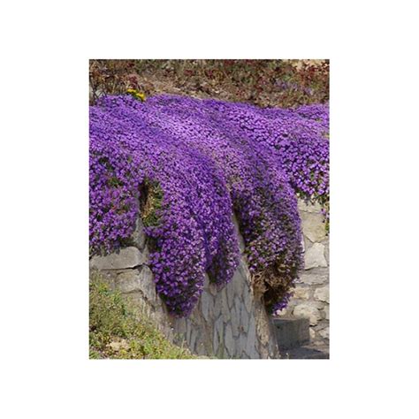 Aubrieta Cascade Blue Aubriete Le Chatel Des Vivaces