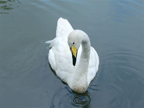 The Online Zoo - Whooper Swan