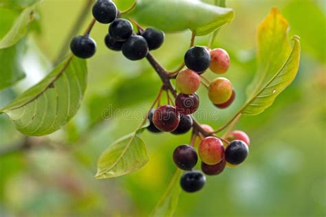 Alder buckthorn stock image. Image of nature, foliage - 60053995