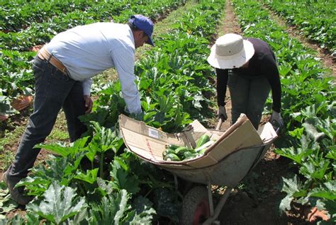 Más de 10 mil pequeños productores del Maule recibieron incentivos del