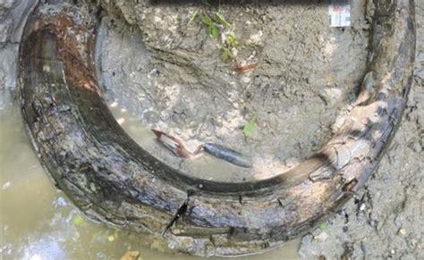 Amateur fossil hunter uncovers 7ft-long fully intact giant mammoth tusk ...