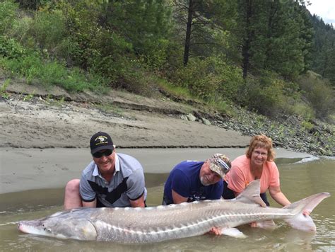 STURGEON FISHING PHOTOS BC | RIVER MONSTER ADVENTURES