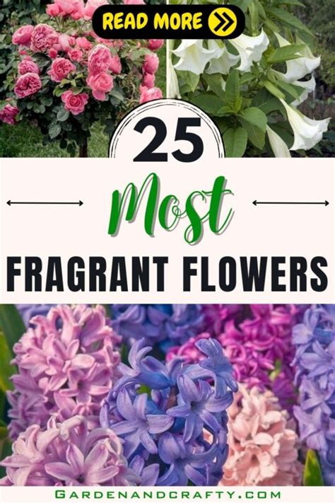 25 Most Fragrant Flowers That Will Fill Your Garden With Sweet And ...