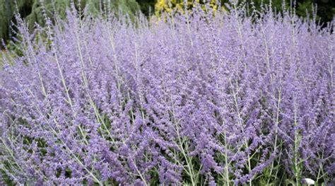 11 Varieties of Russian Sage for Your Garden