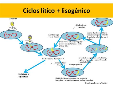 El Salón Ciclo Lisogénico Viral