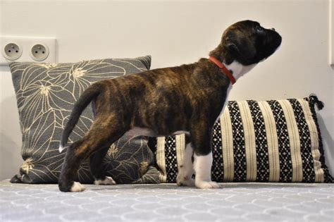 Elevage Des Brumes De La Brière eleveur de chiens Boxer