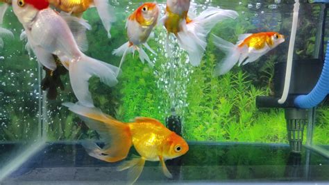 4k Akuarium Ikan Koki Goldfish Aquarium Part Ii Youtube