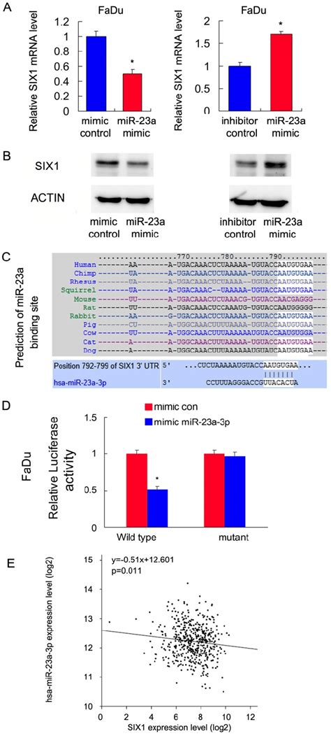 Mir 23a 3p Targets And Downregulates Six1 In Hnscc A And B Mir 23 3p