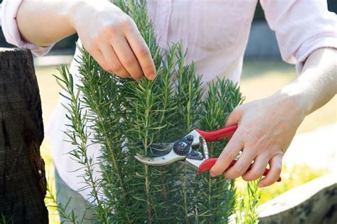 La Hierba Aromática Que Mejora La Memoria Y Cuida Al Cerebro Belleza Estética