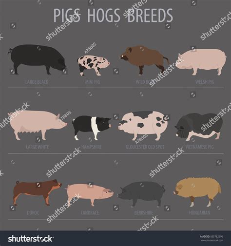 Hampshire Pig: Over 55 Royalty-Free Licensable Stock Illustrations ...