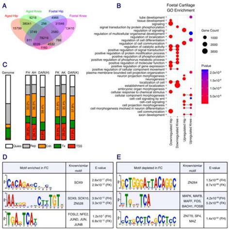 Differential Chromatin Accessibility Between Developing And Aged Hip