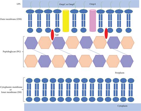 Outer Membrane Vesicles Omvs Produced By Gramnegative Bacteria