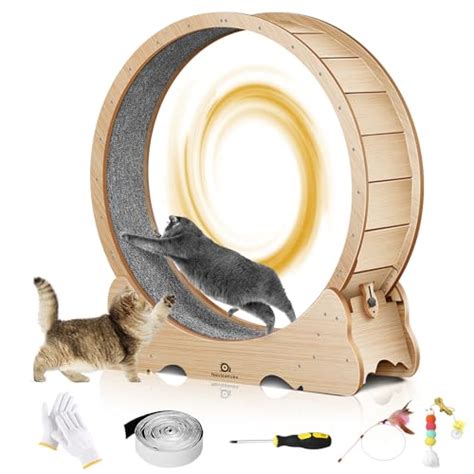 Best Cat Exercise Wheel For Indoor Cats In 2023