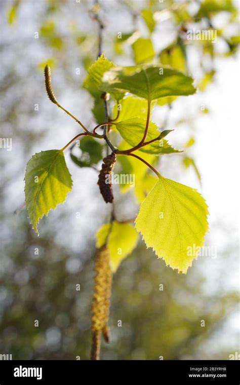 Backlit Silver Birch Leaves And Catkins Betula Pendula In The Golden