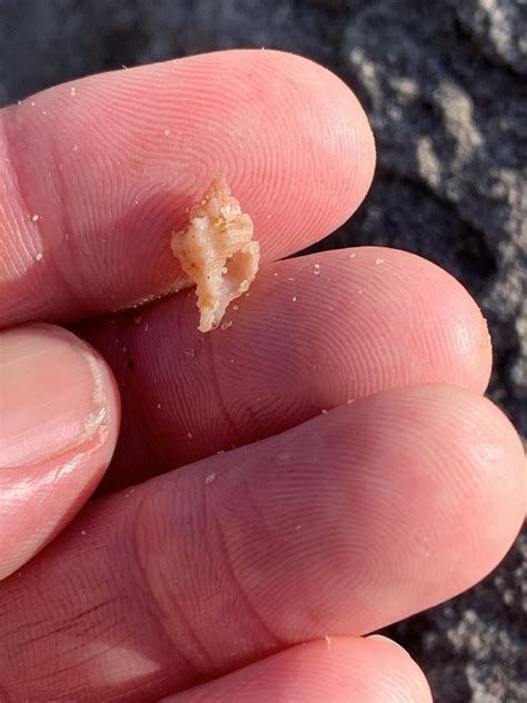 Chicoreus Denudatus From Yuraygir National Park Yuraygir NSW AU On