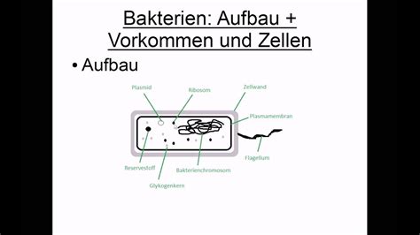 Aufbau Der Bakterie