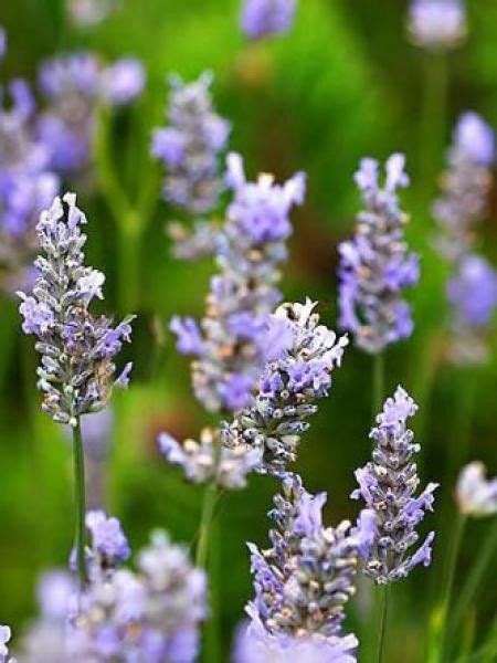 Lavandin Dutch Lavandula Intermedia Le Jardin Du Pic Vert