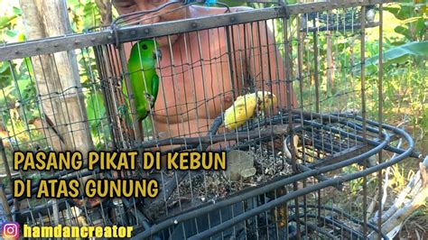 Pasang Jebakan Jaring Dan Pikat Burung Serindit Youtube