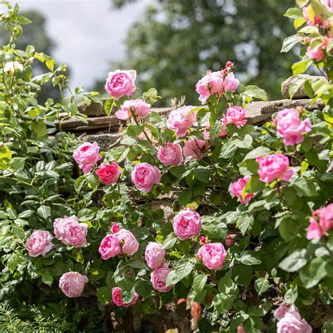 Constance Spry | English Climbing Rose | David Austin Roses