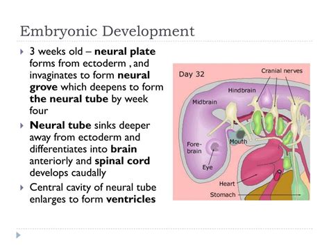 Ppt Cns The Brain Haandp Powerpoint Presentation Free Download Id