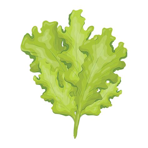 Vector isolated illustration of natural lettuce leaf. Fresh, wholesome