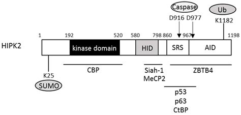 Ijms Free Full Text Homeodomain Interacting Protein Kinase 2 A