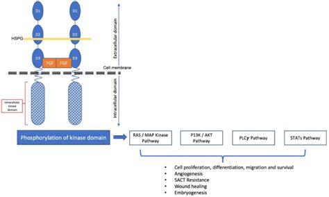 The FGF FGFR Complex And Downstream Signalling Pathways Two FGFs Two