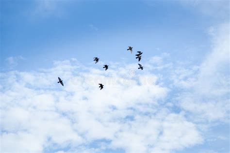 Beautiful Blue Sky View With Fluffy Clouds And Flock Of Birds Flying