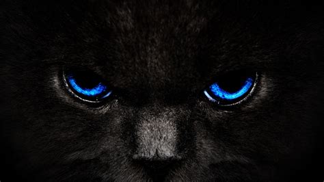 Black Cat Eyes Wallpaper - WallpaperSafari